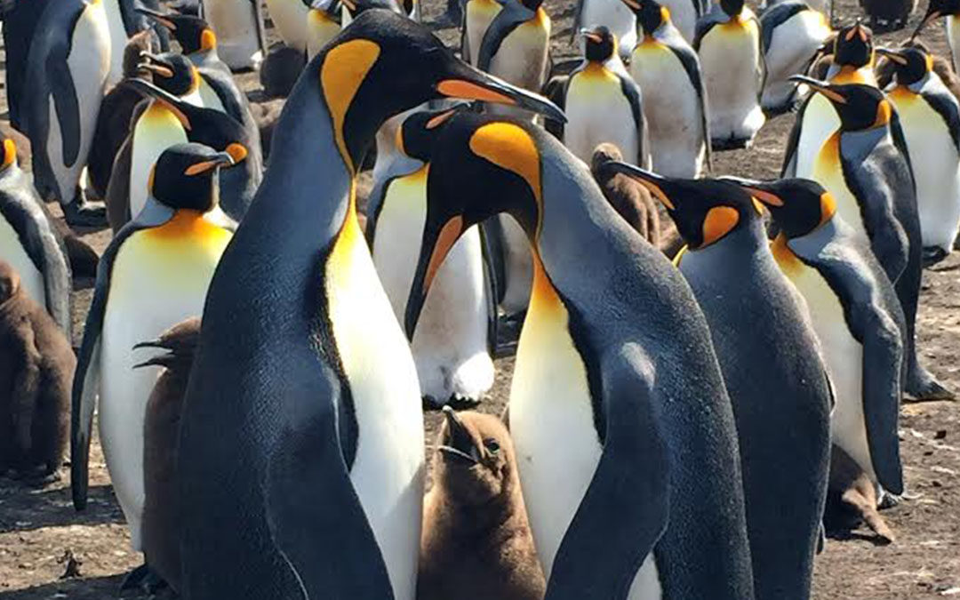 Exclusive Penguin Tour with Derek in the Falklands