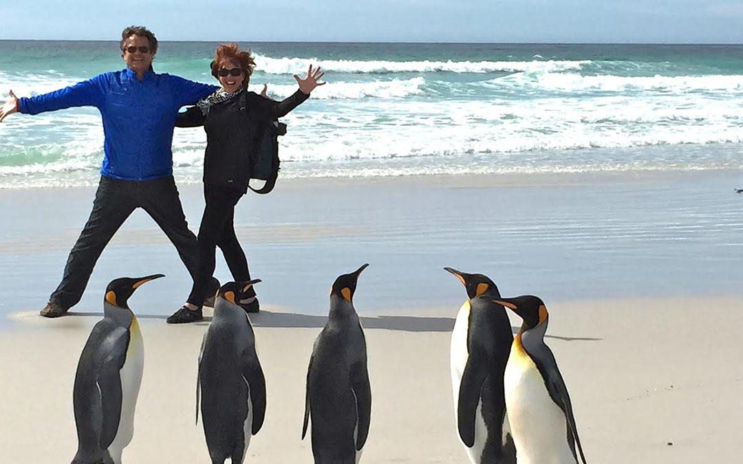 The King Penguins of Volunteer Point in the Falkland Islands