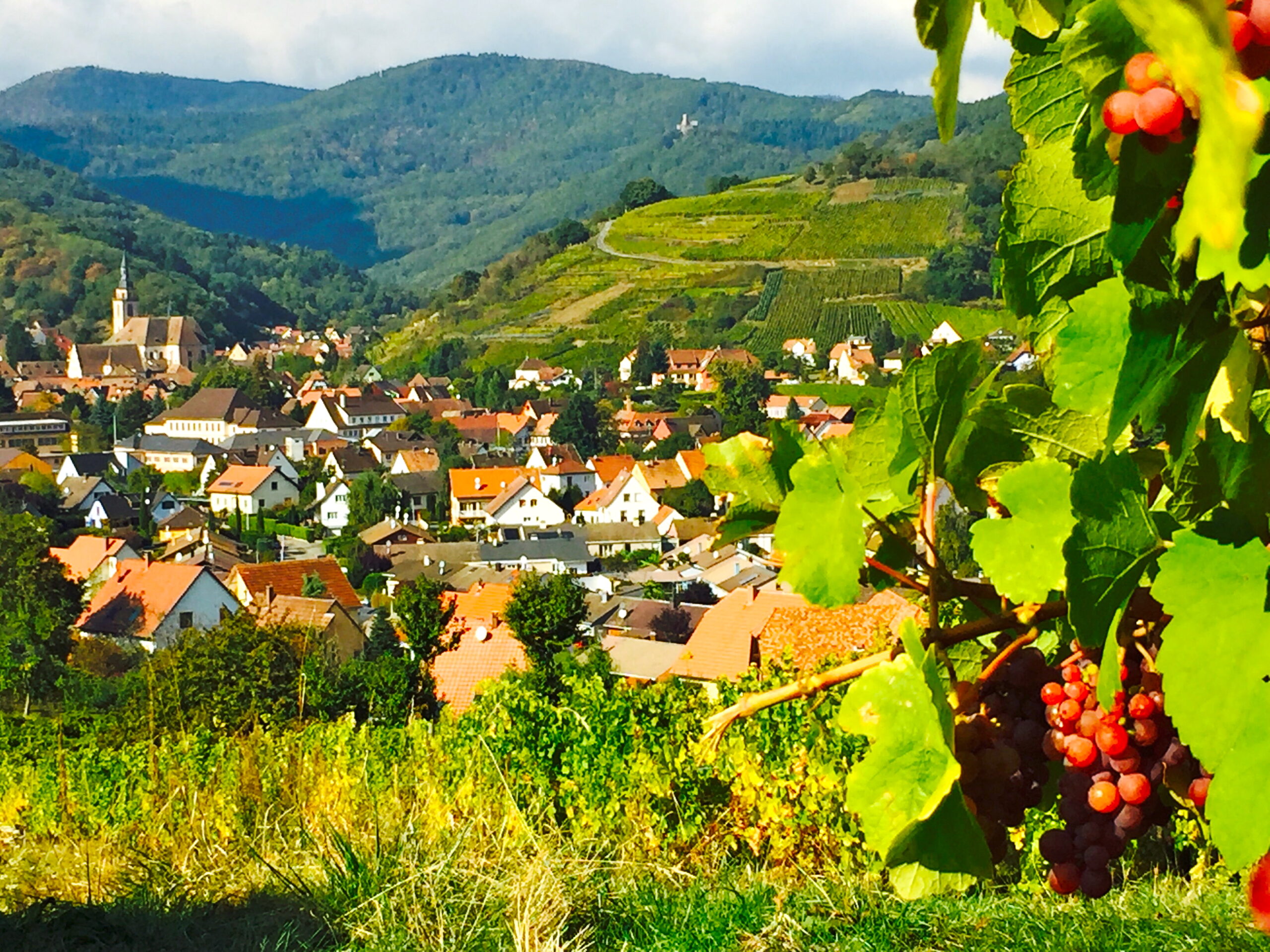 Wine and Pastry Tour of France