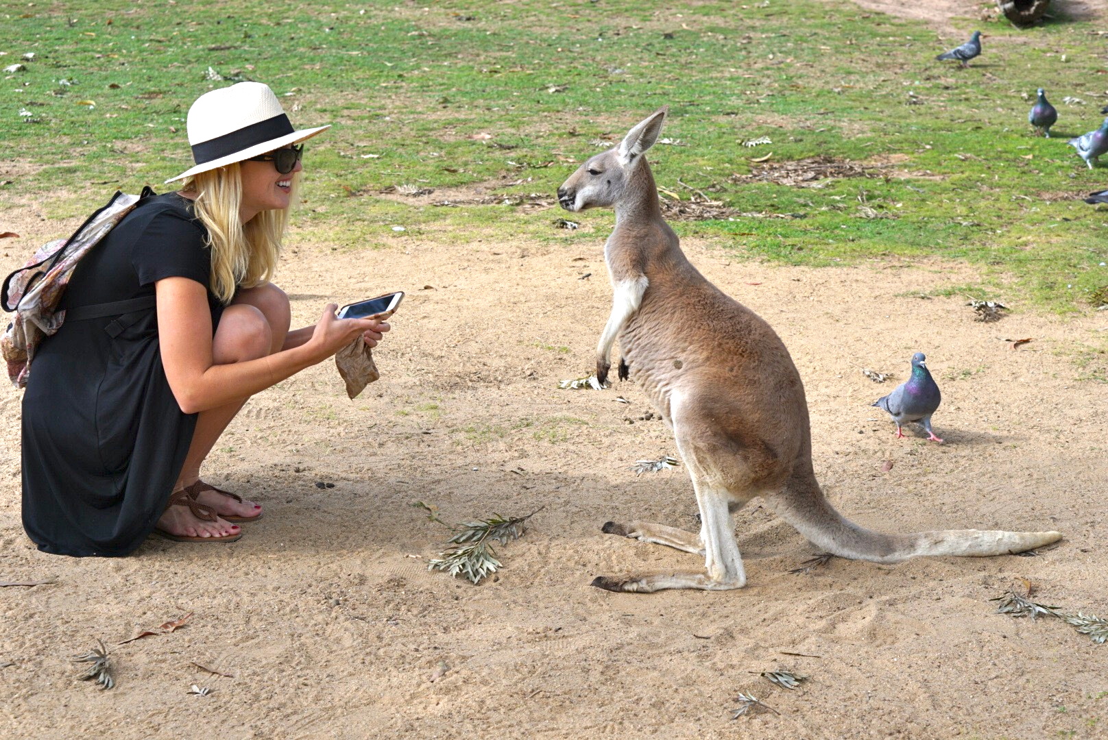 Kangaroos listen to Jennifer