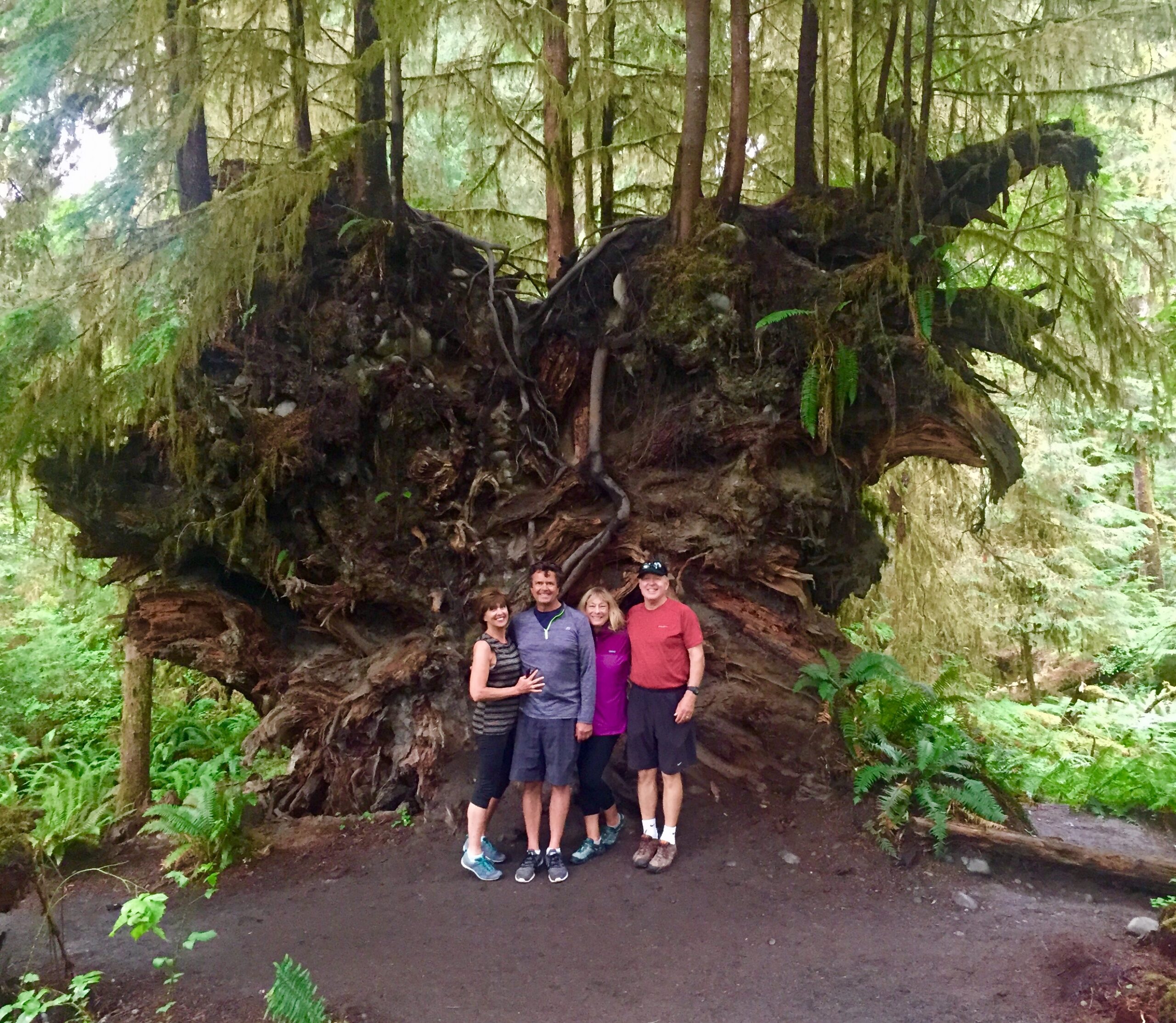 Olympic National Park features the amazing Hoh Rain Forest