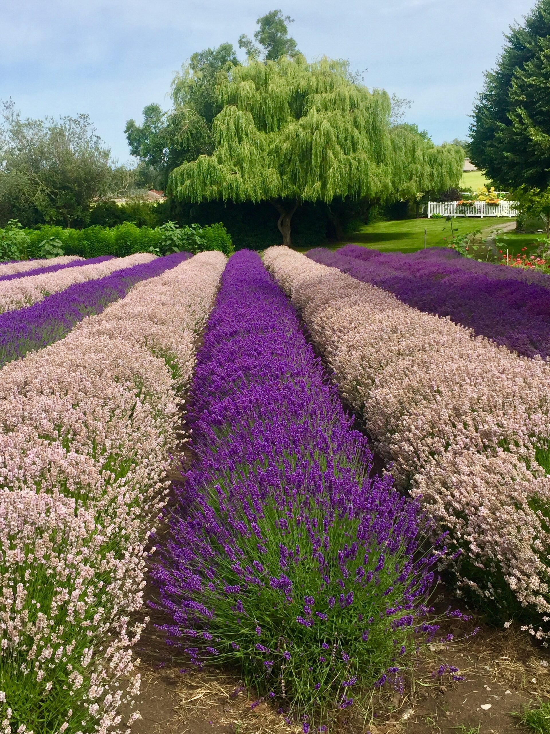 Fragrant lavender fields in Sequim