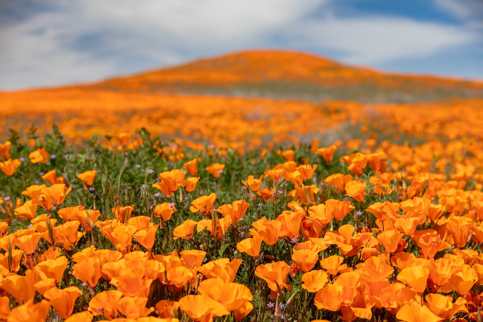 The California Poppy 