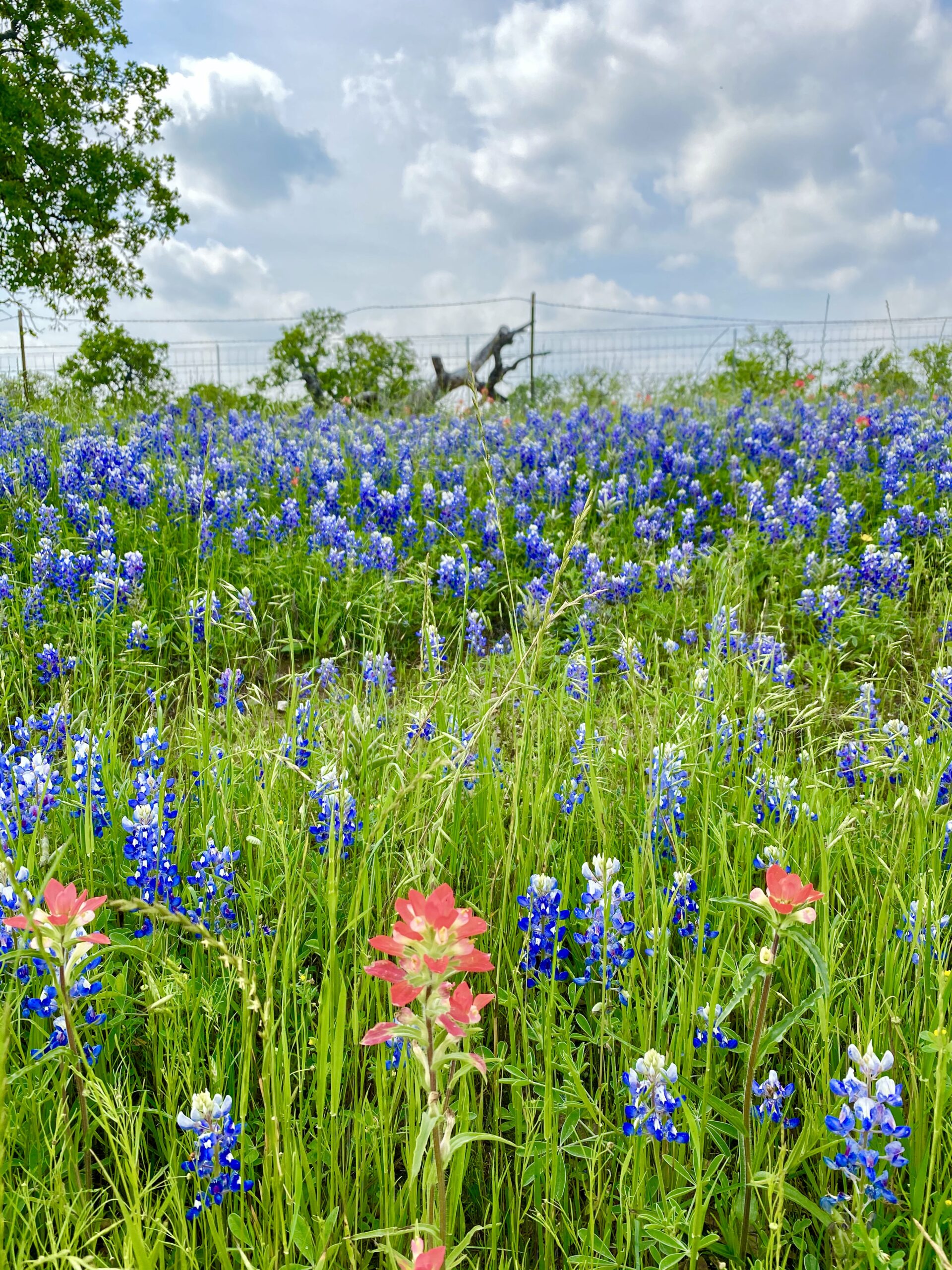 Fabulous Fredericksburg, Texas